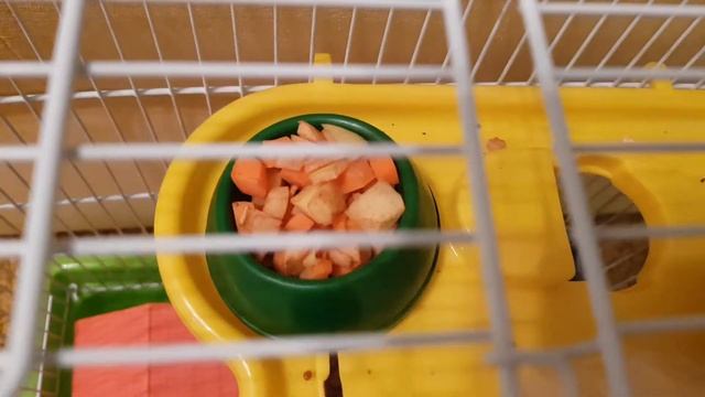 Нормы содержания сирийского хомячка. смотреть онлайн