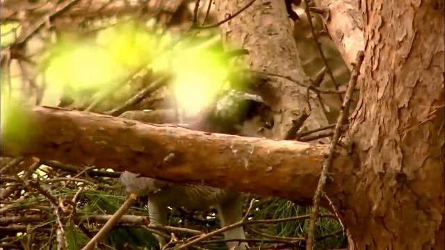 Ястреб тетеревятник - Универсальный пернатый хищник! смотреть онлайн