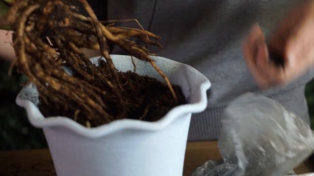 УЖАС! ГНИЮТ КОРНИ ЗАМИОКУЛЬКАСА ? СРОЧНОЕ ЛЕЧЕНИЕ И ПЕРЕСАДКА смотреть онлайн