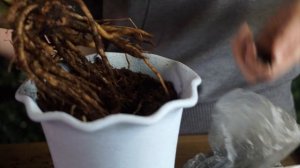 УЖАС! ГНИЮТ КОРНИ ЗАМИОКУЛЬКАСА ? СРОЧНОЕ ЛЕЧЕНИЕ И ПЕРЕСАДКА