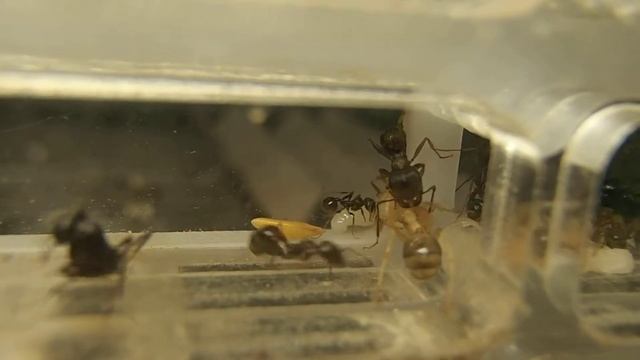 Молодого муравья принимают за куколку смотреть онлайн