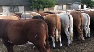 Откорм Быков без привязи как изменились за 6 месяцев# откорма