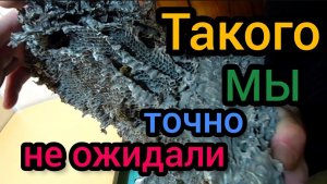 Сюрприз в ловушке пчелиного роя. Ловили пчёл, а поймали... ..Впрочем, Вы и сами увидите.