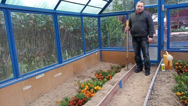 Обеззараживание почвы в парниках с помощью бархатцев смотреть онлайн