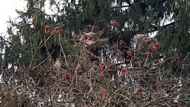 СВИРИСТЕЛИ - МАЛЕНЬКИЕ ХОХЛАТЫЕ ОБЖОРЫ.Видео не очень по качеству..но оно уникально !!! Ноябрь 2023 смотреть онлайн