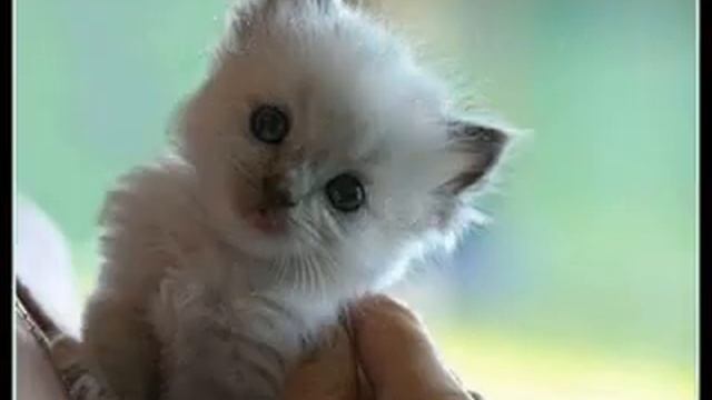 Я тебя никому не отдам! смотреть онлайн