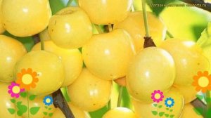 Черешня обыкновенная Россошанская золотая. Краткий обзор, описание характеристик prunus avium