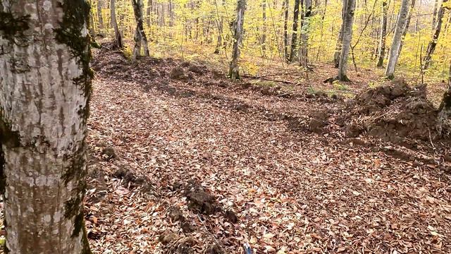 Охота на кабана