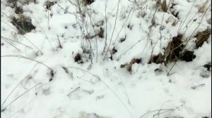 Охота на Куропаток Силками