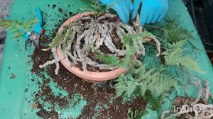 Наконец то я решилась. Деление и пересадка Давалии.