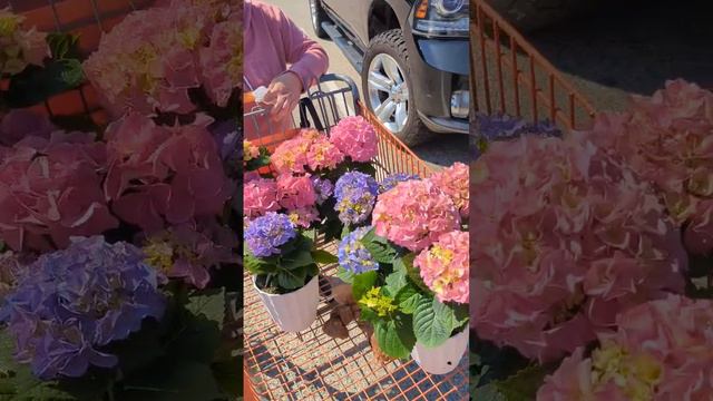 Hydrangea is one of the most beautiful flowers that everyone love Amazing смотреть онлайн