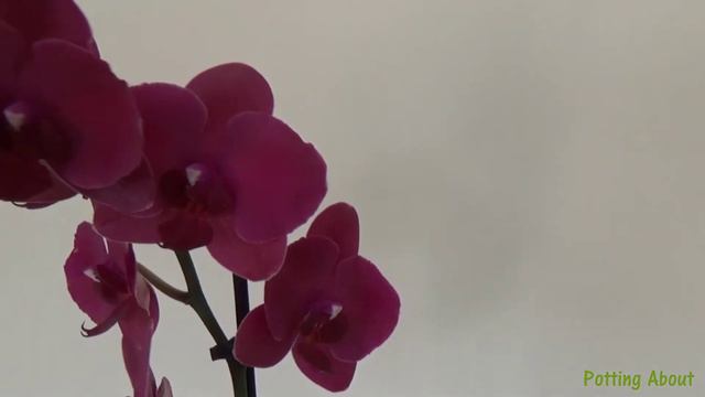 Phalaenopsis Orchid Red/Mauve смотреть онлайн