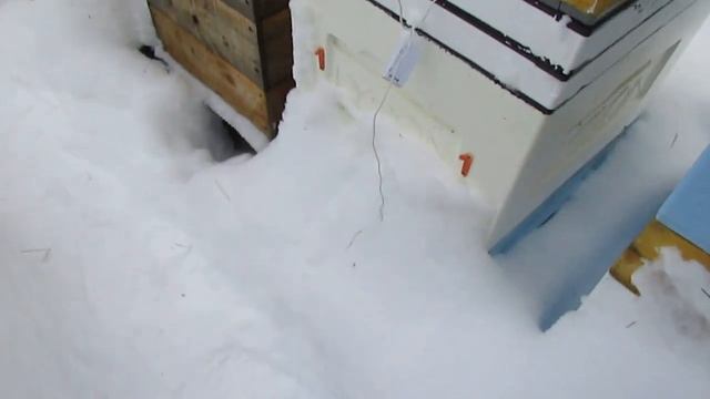 январь на пасеке, как меняется температура на дне улья, после засыпания улья снегом ( 13.01.2022 )