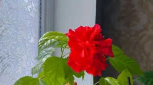 ВСЁ О ГИБИСКУСЕ  Красный махровый Шикарное Цветение