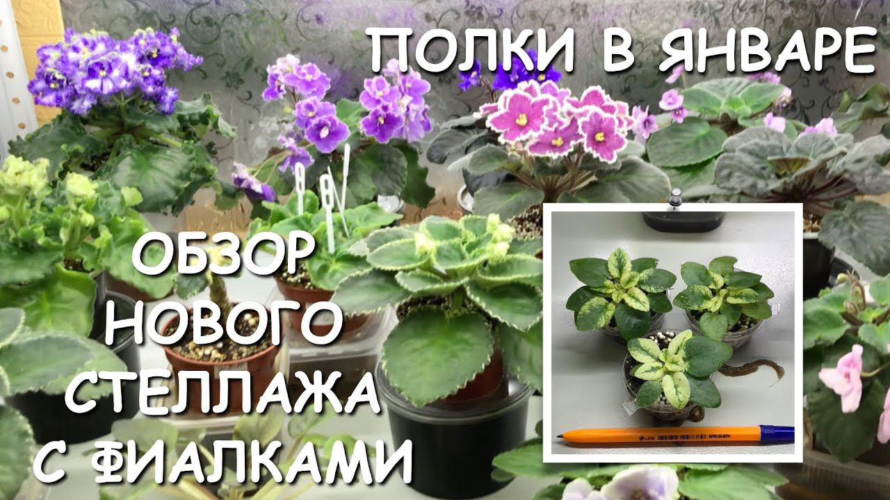 Обзор сортовых фиалок. Новый стеллаж. Ошибки при выращивании пестролистных