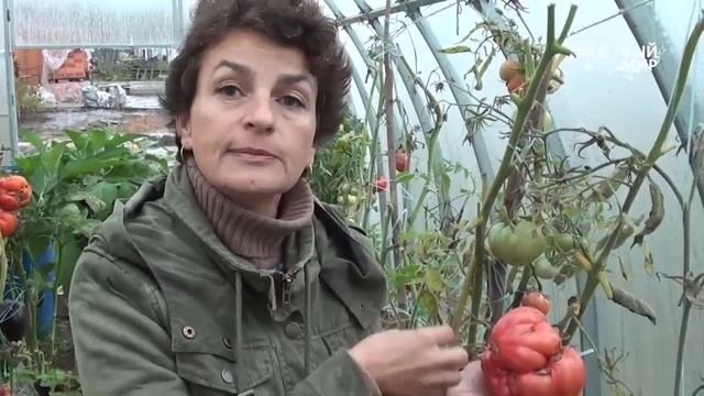 Почему вырастают уродливые помидоры смотреть онлайн