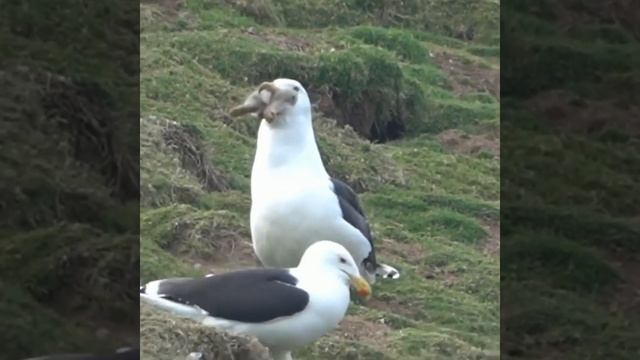 Большая черноспинная чайка, проглатывает целого кролика смотреть онлайн