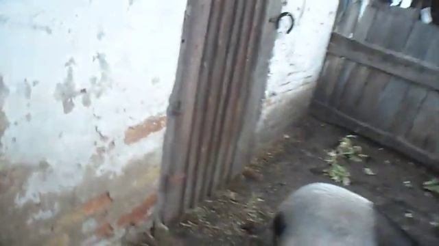 Охота у свинки вьетнамской породы.Hunting at the Vietnamese pig breeds . смотреть онлайн