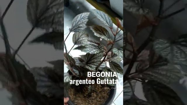 Wow.!!! Cantiknya Begonia Argenteo Guttata ??? смотреть онлайн