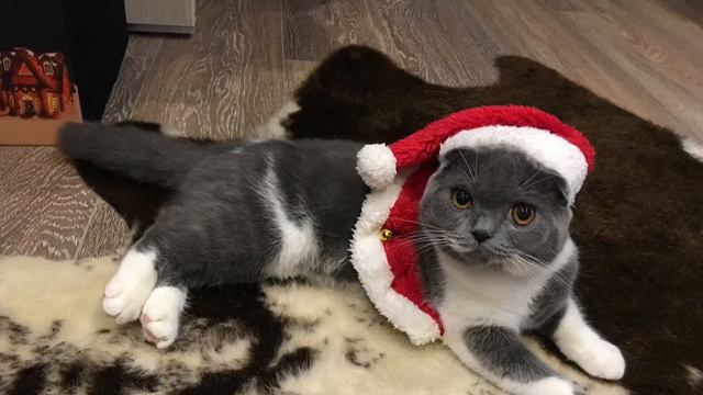 Наша шотландская вислоухая кошка.Scottish fold cat . смотреть онлайн