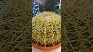 Эхинокактус Грузони. Уход🌵