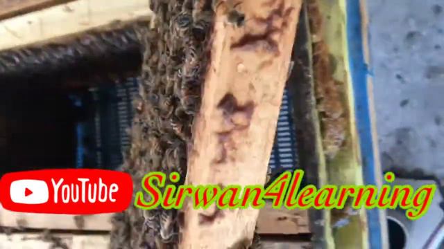 گەرای مەلیکەی ھەنگی خۆماڵی..Bee Queen eggs...بيضة ملكة نحل عسل смотреть онлайн