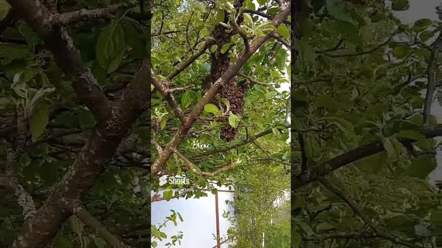 Вылетел первый рой пчёл смотреть онлайн