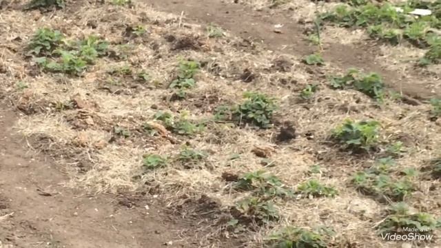 Как мы спасаем сад от майских заморозков.4 способа защиты сада. Южный Урал. смотреть онлайн