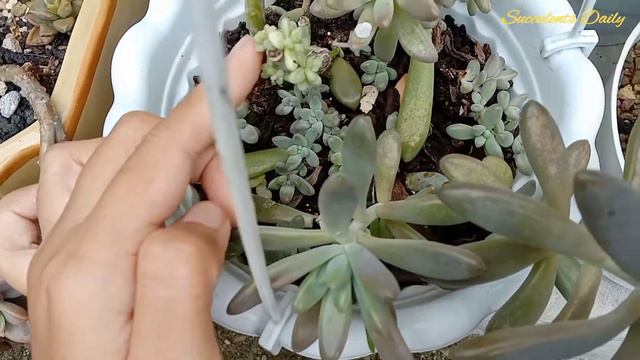 How To Propagate Graptosedum Francisco Baldi #graptosedum #propagate #succulent