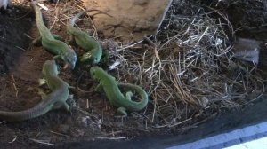 Кормление самцов прыткой ящерицы (Lacerta agilis) в общем террариуме