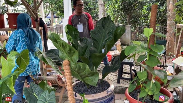 Bazar Tanaman Hias & Kontes Tanaman Tandon Ciater Tangerang Selatan | Update Harga Tanaman | EP 434 смотреть онлайн
