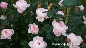 Краткий видео обзор Куин оф Шведен  (Английская) - Queen of Sweden (Austin, 2004)