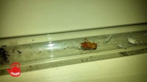 Муравьи Lasius niger. Как выводить муравьев из зимовки