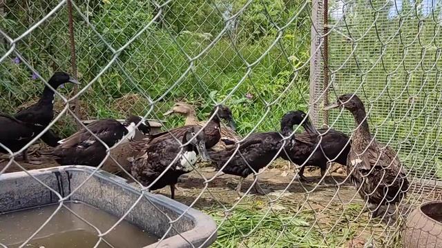 жизнь уток 10 #индийский бегунок #villagelife #ducklife #смешные пингвинчики
