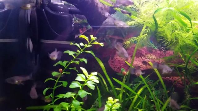 Самки синей московской гуппи смотреть онлайн