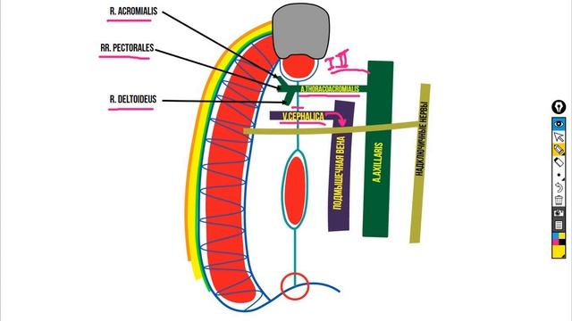 Подключичная область смотреть онлайн