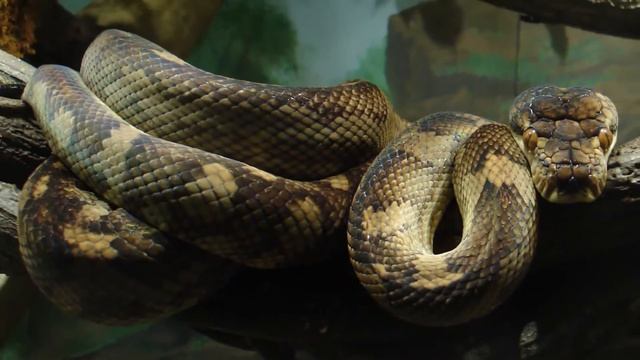 самая, опасная, анаконда смотреть онлайн