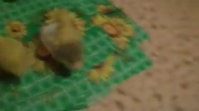 DSCF0856 смотреть онлайн