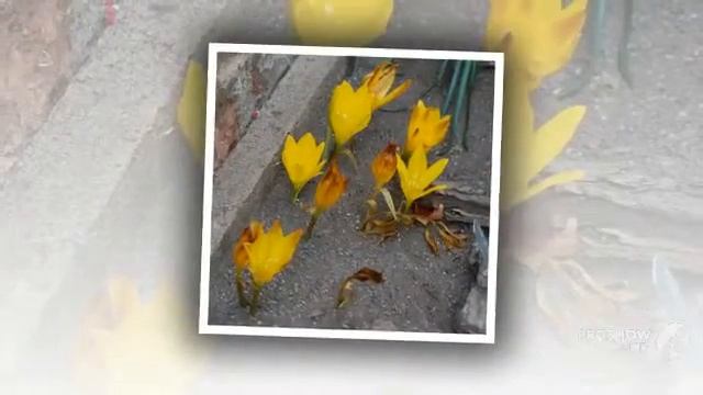 Sternbergia - garden plants смотреть онлайн