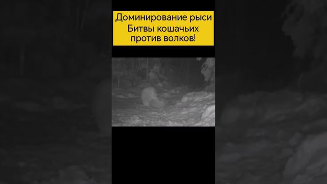 Рысь против волков, #shortsvideo #шортс #animals #wildlife #рысь #волки #волк #стая #охота #битвы смотреть онлайн