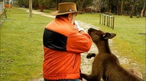 Кенгуру дерутся с человеком: кенгуру против человека. Видео про Австралию