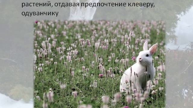 Екатерина Горева. Заяц-беляк смотреть онлайн