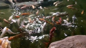 Демид кормит рыб в океанариуме Крокодилы в лабиринтах и пингвины на горках