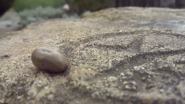 Клещ смотреть онлайн