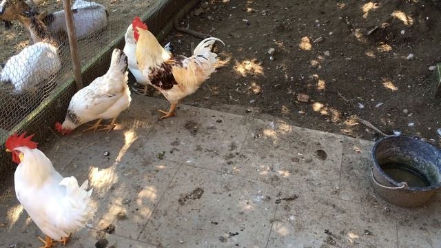 Курам на смех [Звуки и кудахтанье курицы] - Насекомышки смотреть онлайн