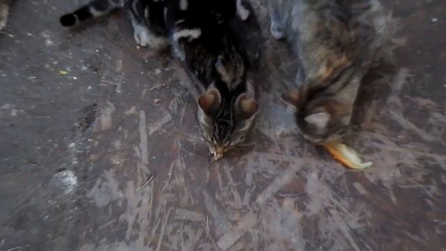 Кошачьи истории. Дикие коты и некоторые аспекты их лайфстайла #Wild #cats #lifestyle #Дикий #кот мя смотреть онлайн