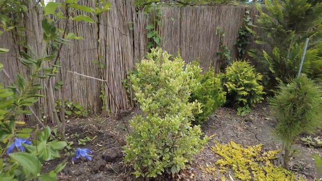 Прогулка по цветущему южному саду 21 мая 2023 г.! ОБЗОР САДА С НАЗВАНИЯМИ РАСТЕНИЙ! смотреть онлайн