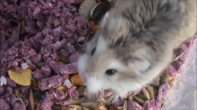 ♥A Hamsters Life♥ смотреть онлайн