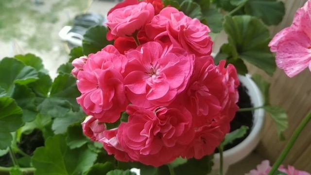 Красота, тюльпановидные пеларгонии на балконе смотреть онлайн