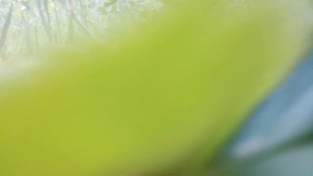 Клубника чем хороша? Она раньше всех даёт урожай. Надо создать плейлист 